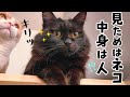 おしゃべりで知能が高すぎる黒猫モカの天才っぷりが愛しすぎた🐱　