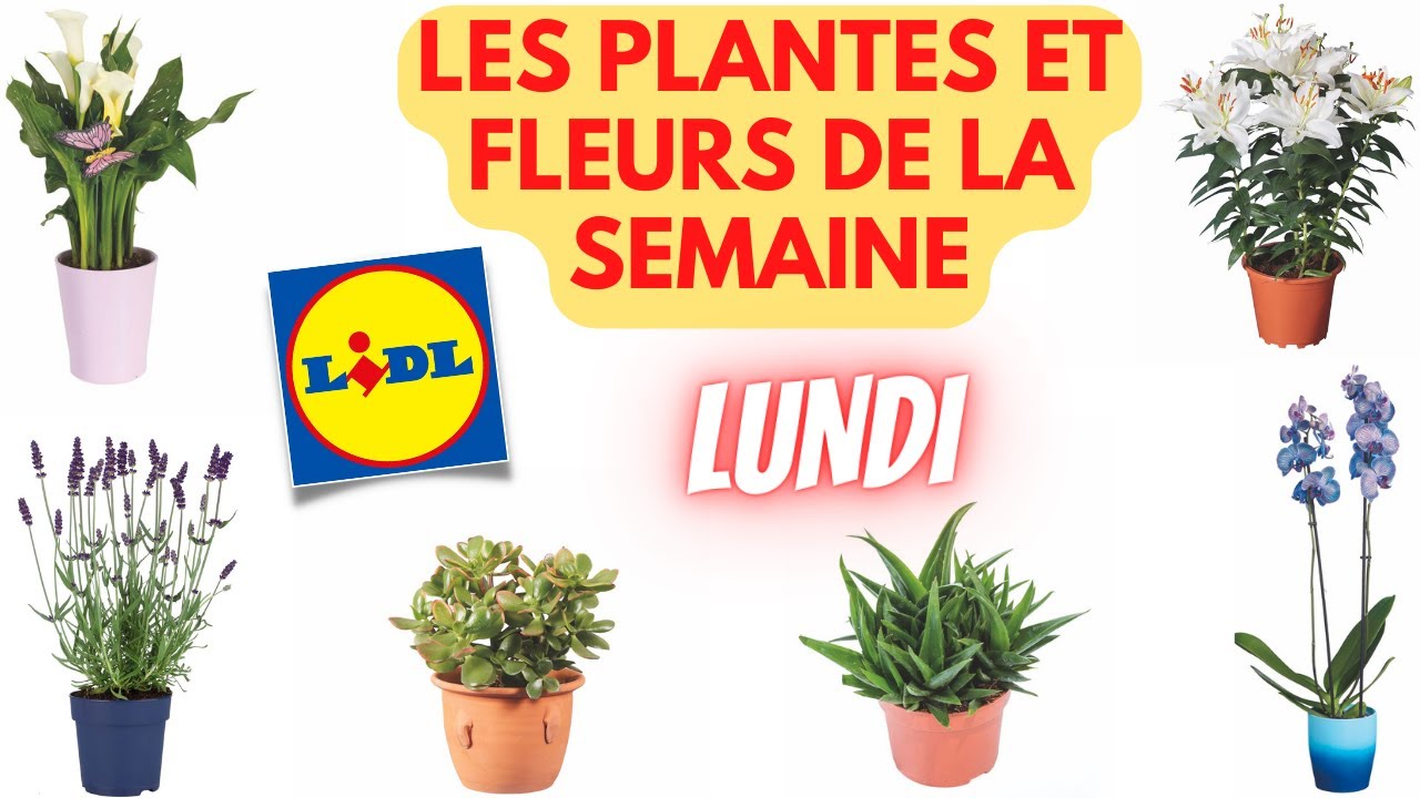 Lidl Plantes Et Fleurs Cette Semainenull