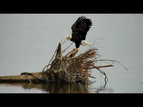 Mississippi River Fly Away Cam ~ Bald Eagle Enjoying A Bath 10.30.18 - 동영상