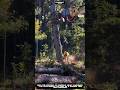 Controlled Tree Felling Using Heavy Machinery