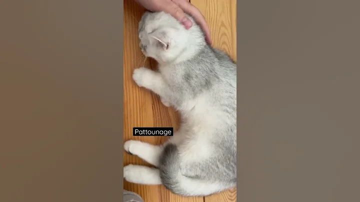 Video 729791: british shorthair black silver, adorable british shorthair