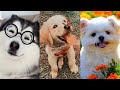 Aww Cute puppies 🐶 #3 😻 | Funny Baby Dogs Videos 🤣 | TRY NOT TO LAUGH | Blush &amp; Laugh | 2021