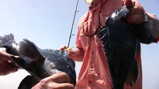 Jigging for Sea Bass in Buzzards Bay using Bucktails