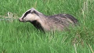 Wild Scottish Badgers - Heading out and looking for breakfast by Chris Sydes 73 views 1 year ago 1 minute, 54 seconds