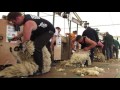 Northumberland 2016 open sheep shearing final  watch in