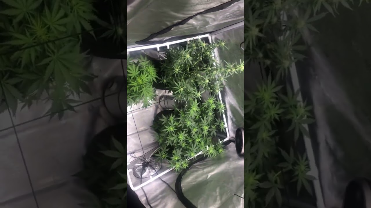 2nd grow 3x3 ac infinity two white widow one jack herer