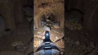 Pocket Gopher POV: Underground Burrow Exploration #viral #desertlizard #animals #wildlife