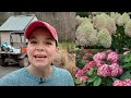 Hydrangea Musical Chairs | Gardening with Creekside