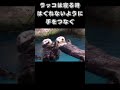 ラッコは寝る時はぐれないように手をつなぐ