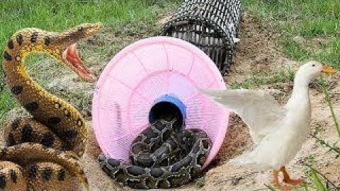 The First Primitive Snake Trap That Work 100% Made From Basket & Bamboo Trap Primitive Tec