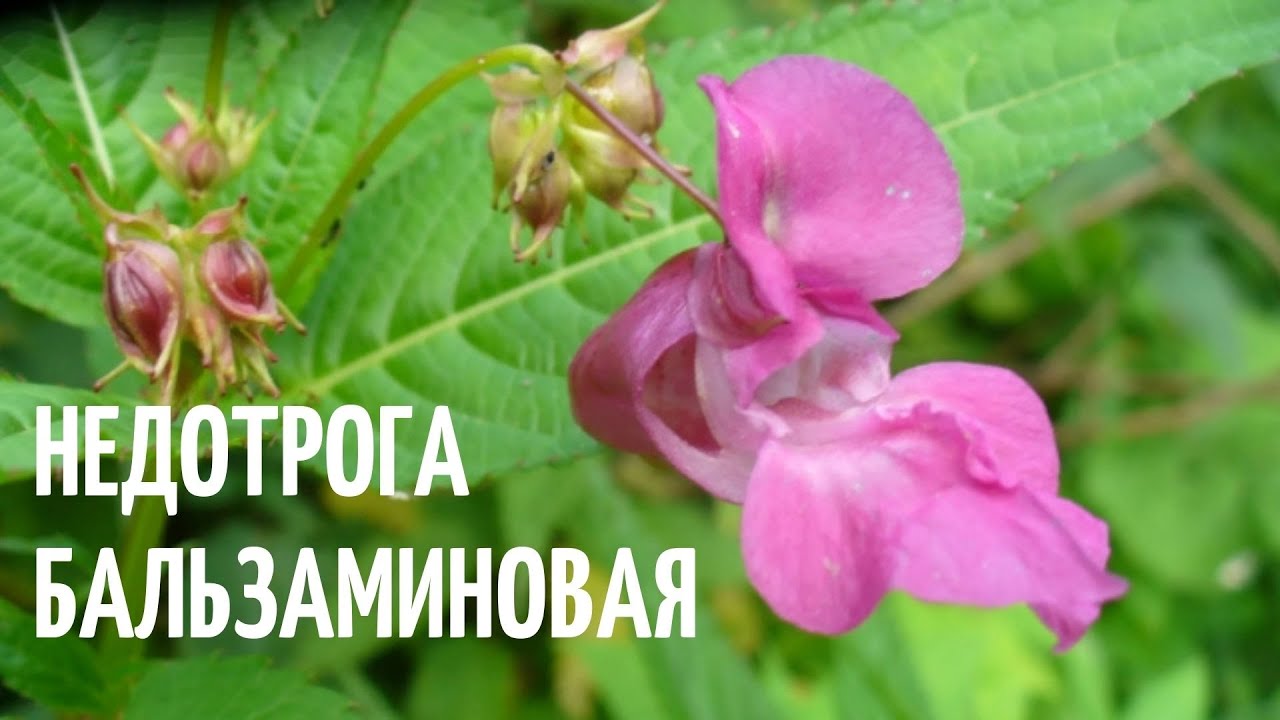Недотрога бальзаминовая. Очаровательный, уникальный цветок! - YouTube