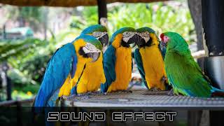 Bird Raven Angry 2 | Birds Sounds | No Copyright Birds Sounds screenshot 5