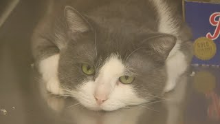 Siouxland Humane Society is looking to ‘Clear the Shelter’ as part of a national campaign