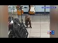 Monkey caught after damaging East Tennessee music store