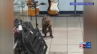 Monkey caught after damaging East Tennessee music store