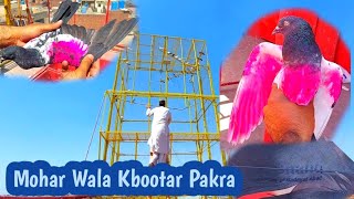 Mohar Wala Kabootar Pakra Hashim Mahmood Pigeons