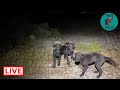 They called me 10:30 at night about  puppies abandoned in a village 40 minutes away- Takis shelter