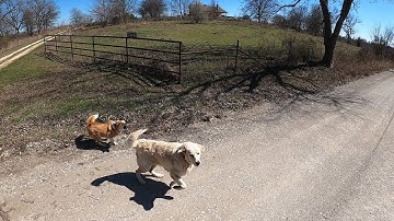 Amputee Cyclist Aaron Smith fights off dog attack and wins near Gainesville, TX.
