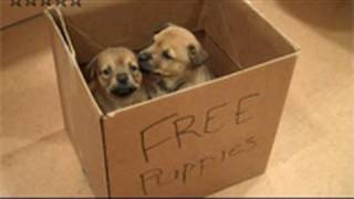 Puppies found in box