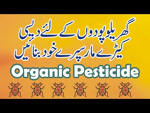 گھریلو پودوں کے لئے دیسی کیڑے مار دوا بنائیں ¡ How to make Organic Pesticide ! Urdu/Handi