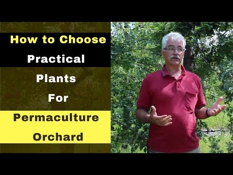How to Choose Practical Plants for a Permaculture Orchard | Starting Permaculture Orchard Part 1