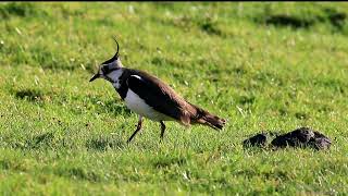 Our first sighting of Lapwing chicks in Calderdale in Spring 2024