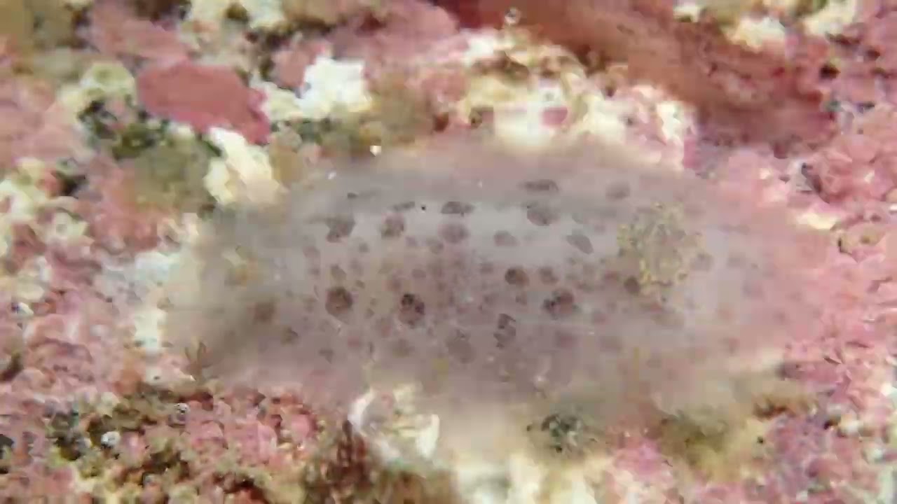 2022/September/10【ウミウシ】ちょっと地味目なツヅレウミウシ🏝