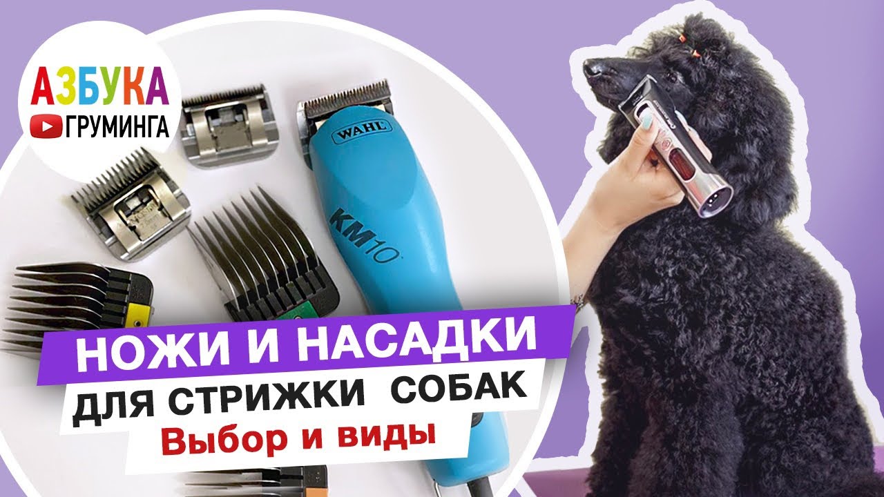 Особенности тримминга разных пород Как подстричь пекинеса в домашних условиях?