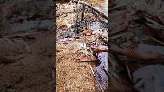 Download Lagu Murai buluh poknik.. By messi MP3