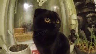 самый умный кот "Леопольд" перемены в жизни кота!скоттиш-фолд самый умный кот "Леопольд" перемены в жизни кота!скоттиш-фолд