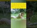 لڑکی یہ کیا کر رہی ہے Shorts Ytshorts 