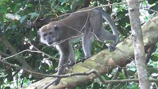 Long-tailed Macaque at Sungei Buloh Wetland Reserve