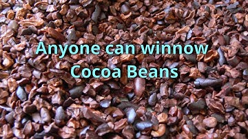 Anyone can winnow Cocoa Beans
