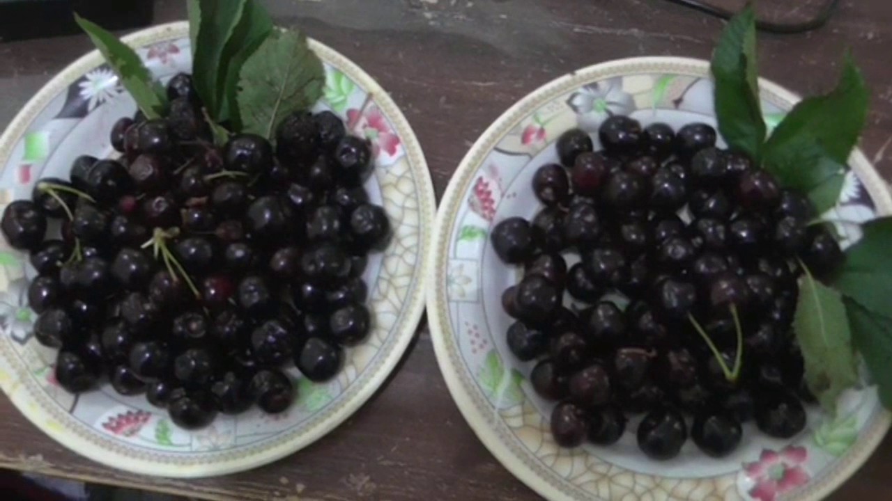 Cherry Fruit In Nagar Valley" Gilgit Baltistan Fruits YouTube