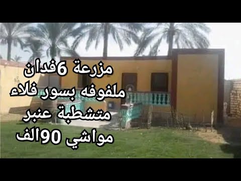 مزرعة 5فدان للبيع فلاء متشطبة ملفوفه بسور بجوار الارياف عنبر مواشي سكان ...