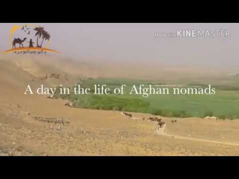 ستړي کوچيان وګورۍ 