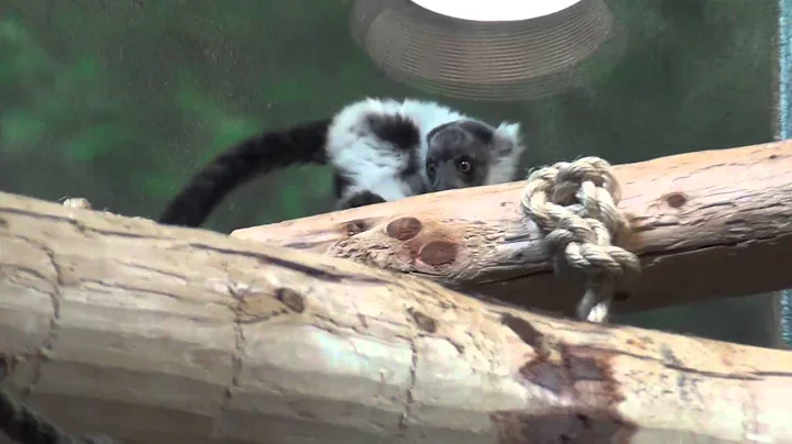 Philadelphia Zoo's Lemur Babies Make Public Debut