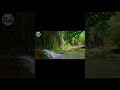 “Suara Alam &amp; Musik Santai | Relaxing Nature Sounds #shorts ” #relax #chillvibes #relaxingmusic