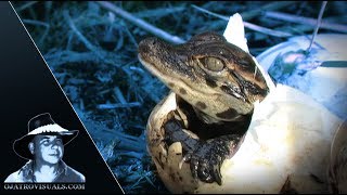 American Alligators Hatching Footage 01