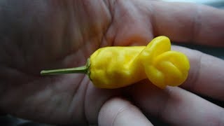 ⟹ Peter Pepper Yellow | Capsicum annuum | Pod Review