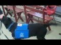 Paws Assistance Dogs Training Paws Assistance Dogs Training