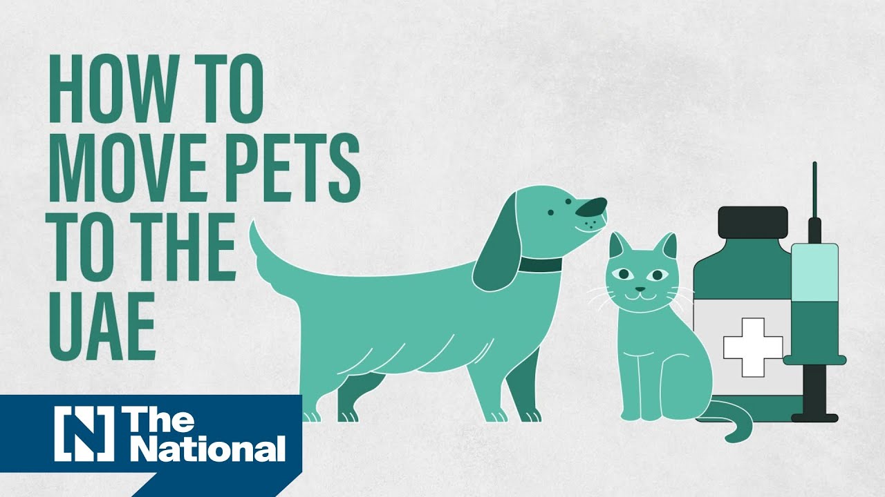 Travel to Uae With Dog: Ultimate Guide for Pet-Friendly Adventures