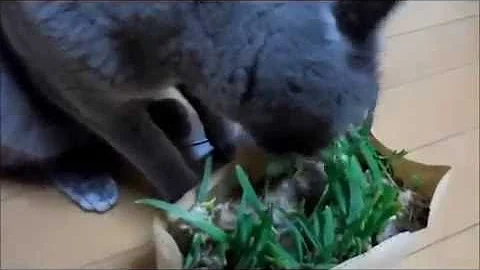 Video 206981: russian blue cat love, blue cat eating