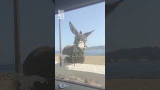 Χρόνια πολλά Ελλάδα | Ελληνικός 93.2