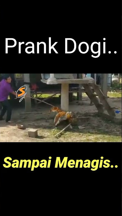 Prank Anjing Dan Harimau Sampai Ketakutan