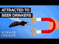 Understanding Mosquito Preferences