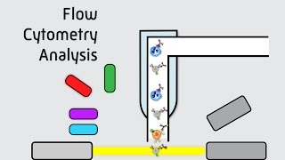 Flow Cytometry Analysis