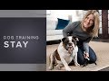 How to train your dog to STAY! | Dog Training How to train your dog to STAY! | Dog Training