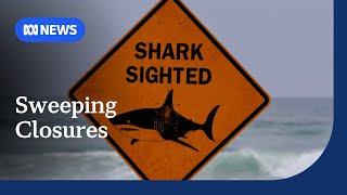 Sydney's third shark attack in two days triggers sweeping beach closures | ABC NEWS