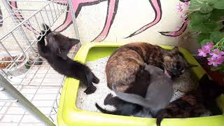217 CATS KITTY CATS HD 1080p BLURAY BY DJ TOLIS BEAT BOX PRODUCTION